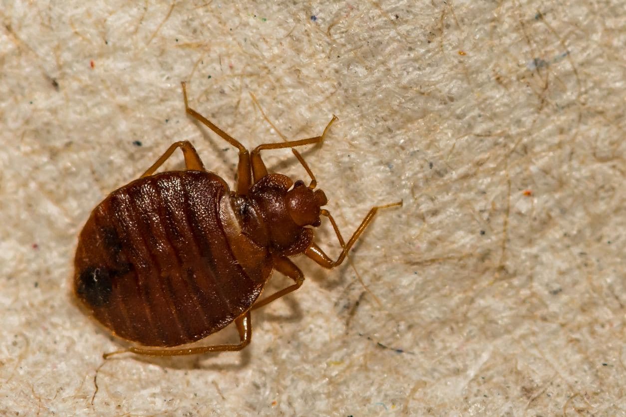 Understanding Bed Bug Exterminator Cost and Treatment Options