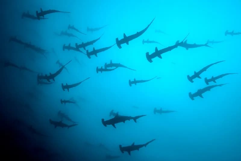 Why Scuba Diving Mexico Should Be Your Next Adventure