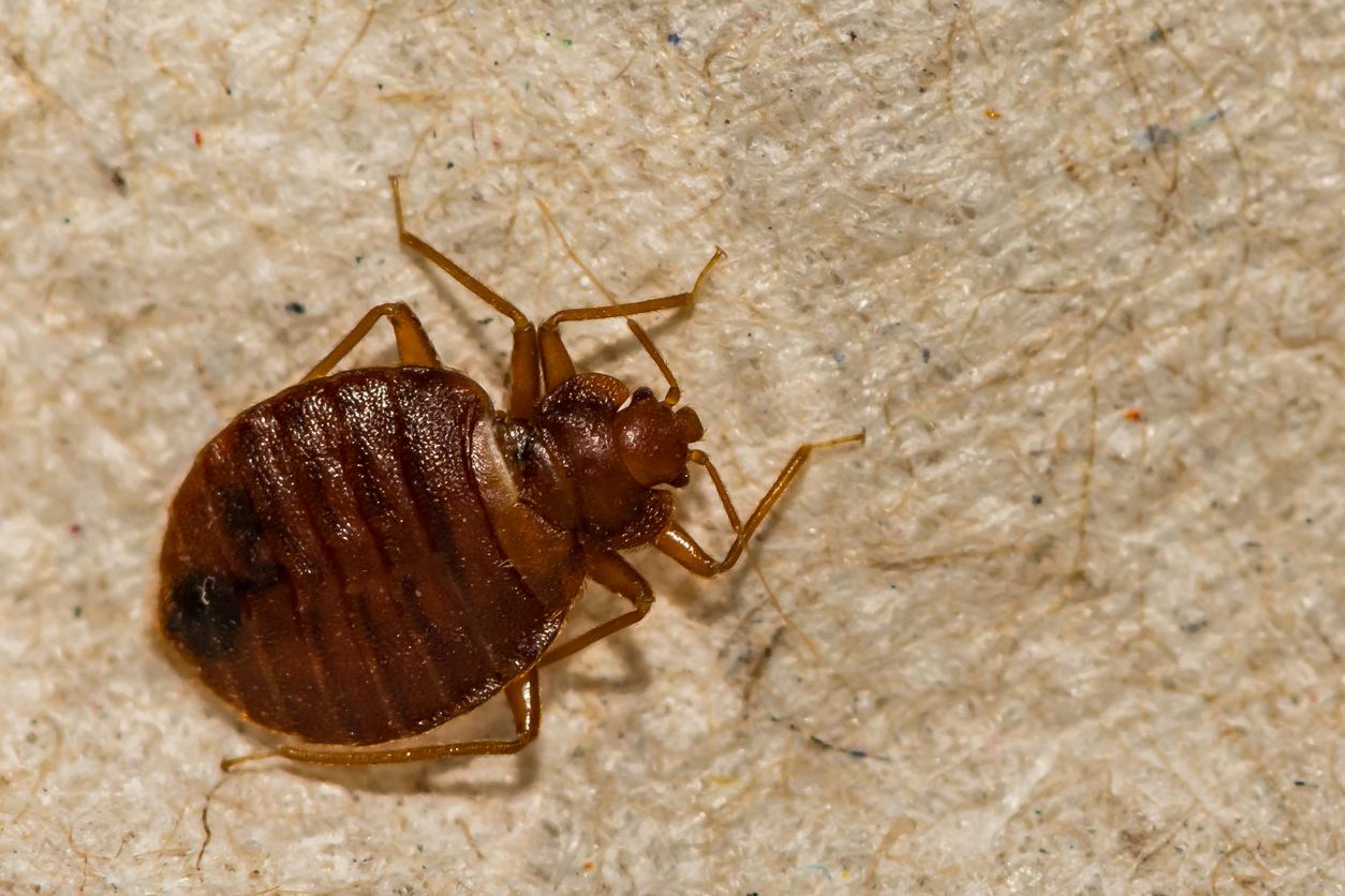 Understanding Bed Bug Exterminator Cost and Treatment Options