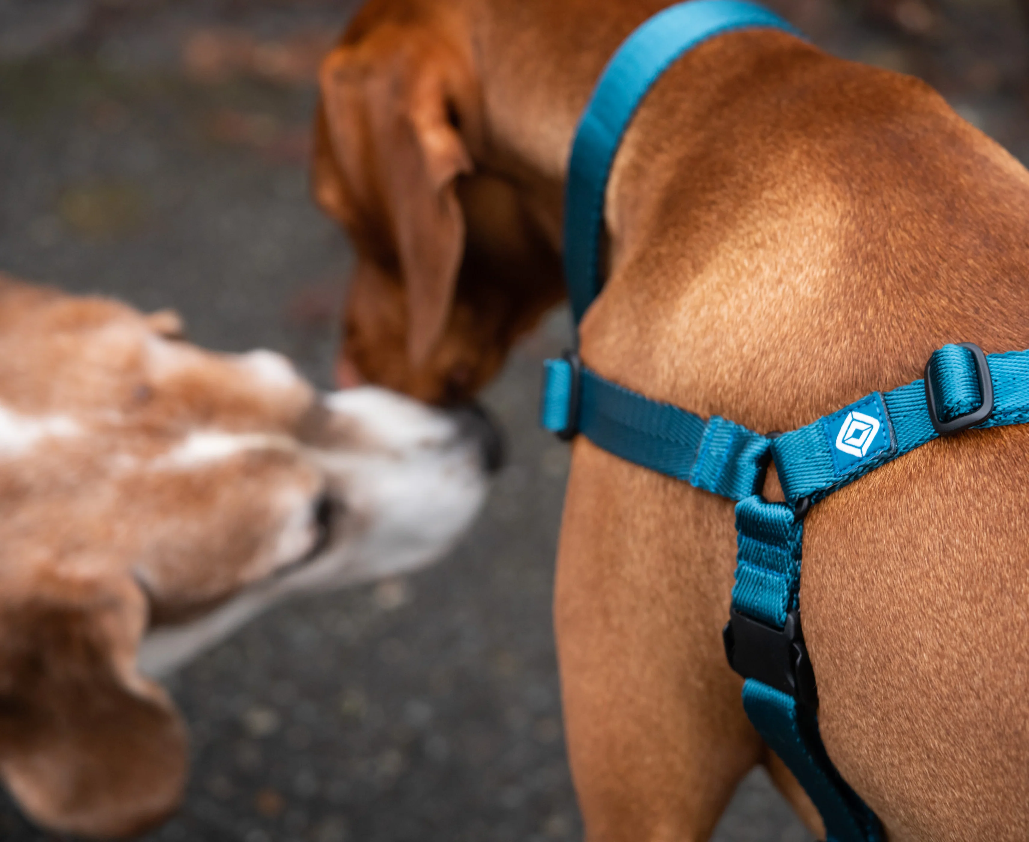 10 Best Dog Harness Supplier Worldwide OKEYPETS trusted manufacturing brand